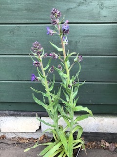 image1.jpeg