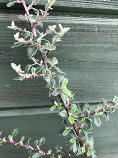 image2.jpeg