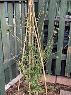 image1.jpeg