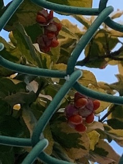 image1.jpeg