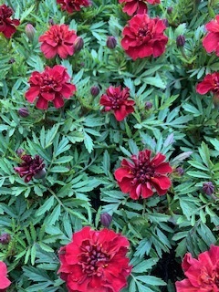 image2.jpeg