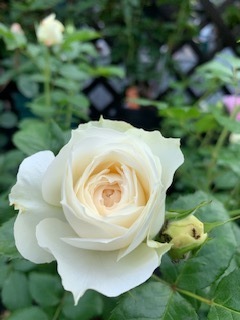 image3.jpeg