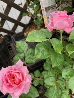 image5.jpeg