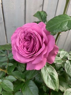 image2.jpeg