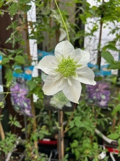 image9.jpeg