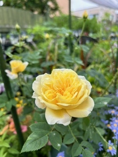 image1.jpeg