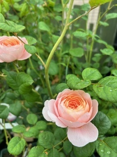 image2.jpeg