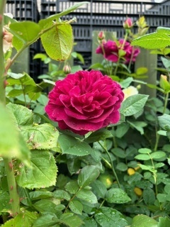 image4.jpeg
