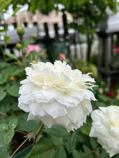 image6.jpeg